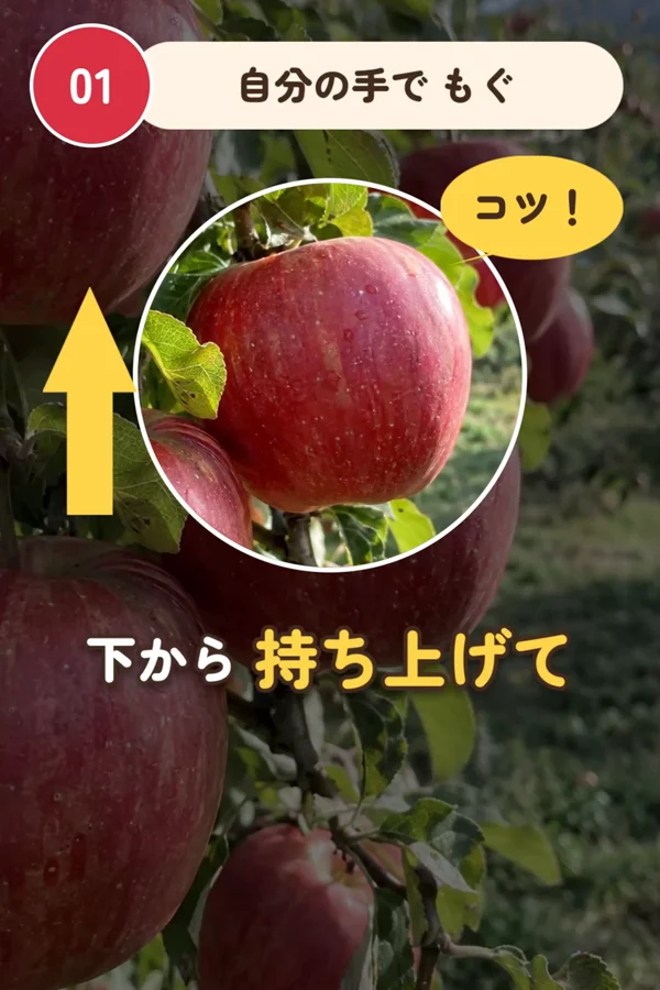 枝になったりんごを丸く拡大し、上向きの矢印と「下から 持ち上げて」の文字を重ねた、作例の動画の一場面