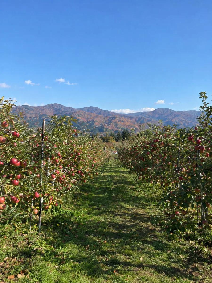 山を背にした、りんご園の並木の写真。作例の動画の入力に使った写真