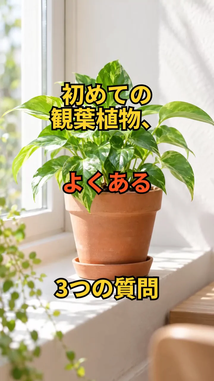 完成動画の冒頭「初めての観葉植物、よくある3つの質問」